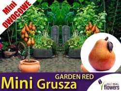 DRZEWKO MINI OWOCOWE Mini Grusza 'Garden Red' (Pyrus) Sadzonka