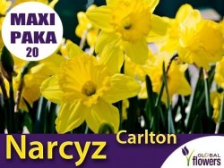 MAXI PAKA 20 SZT Narcyz Carlton (Narcissus) CEBULKI