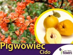 Pigwowiec Japoński CIDO (Chaenomeles japonica) doniczkowana Sadzonka C1