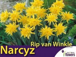 Narcyz Species 'Rip van Winkle' (Narcissus) CEBULKI 5 szt.
