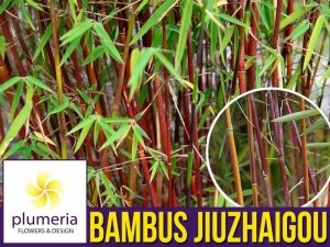 Czerwony Bambus Mrozoodporny (Fargesia Jiuzhaigou) Sadzonka XL-C7,5 