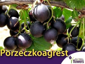 Porzeczkoagrest JOSTA (Ribes x Nidigrolaria) doniczkowana Sadzonka C1 