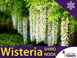 Wisteria Glicynia kwiecista SHIRO NODA (Wisteria floribunda) 3letnia Sadzonka 60-90cm 