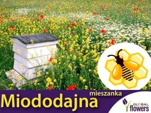 Kwietna łąka Mieszanka bylinowa roślin miododajnych na TERENY SUCHE- nasiona XXL 100g 