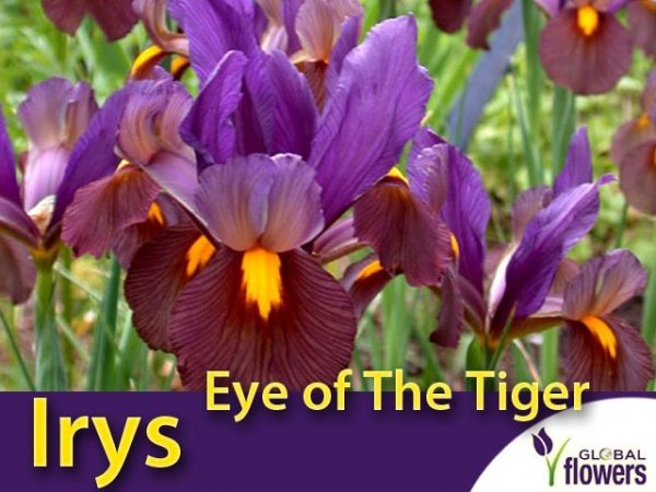 Irys Holenderski Eye of The Tiger (Iris hollandica) CEBULKI	