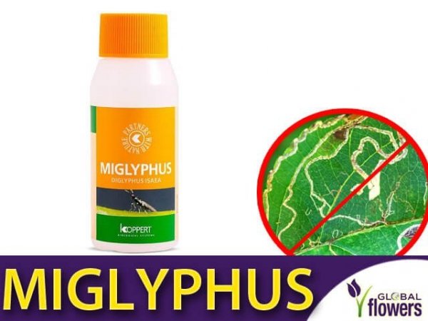 Miglyphus, koppert, biologiczna ochrona roślin
