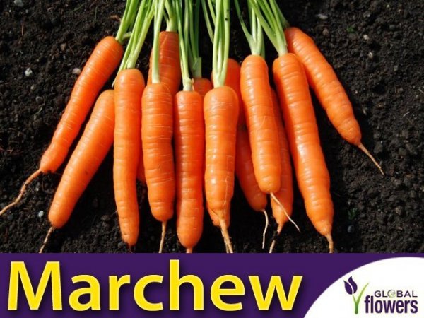 Marchew Nantes 3- Nantejska Średnio Wczesna (Daucus carota)
