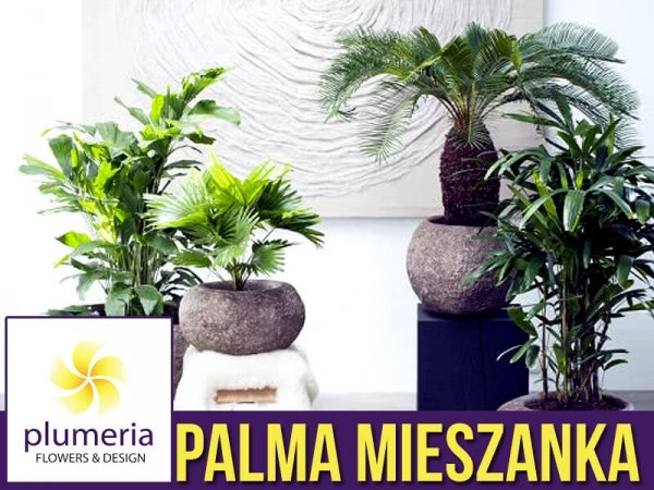 Palmy MIESZANKA (Palm mixture) 5 nasion
