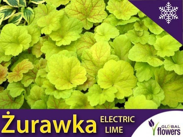 Żurawka 'Electric Lime' (Heuchera) Sadzonka