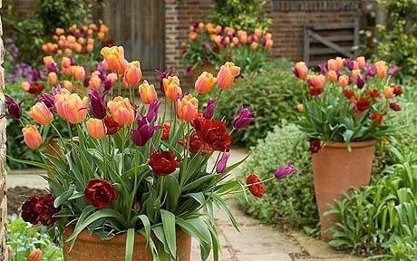 tulipnay cebulki 