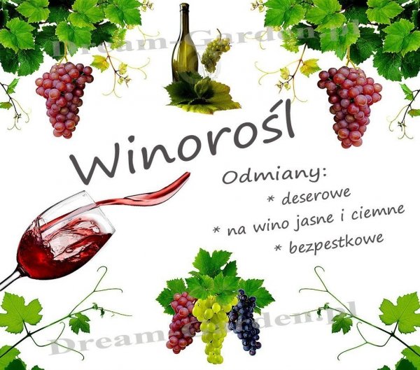 Winorośl najlepsza do uprawy w Polsce