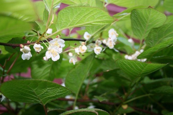 Aktinidia odmiana samozapylająca