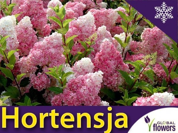 Hortensja Bukietowa VANILLE FRAISE ® (Hydrangea paniculata) Sadzonka C3