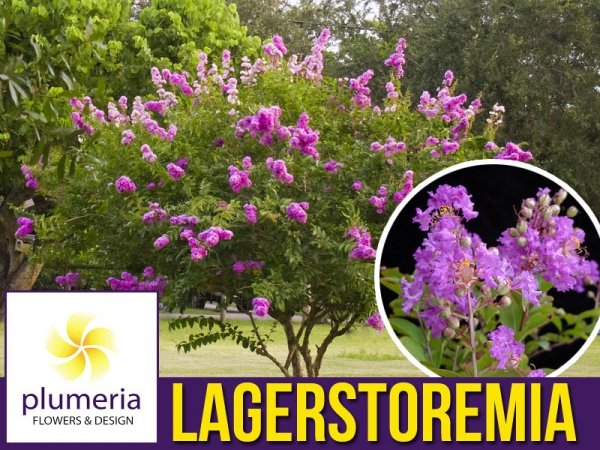 Lagerstroemia Petite Orchid (Lagerstroemia indica) Krzew który kwitnie 120 dni Sadzonka