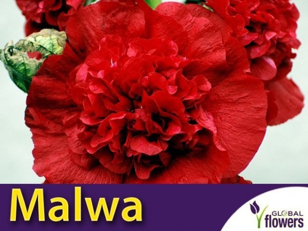 Malwa, Prawoślaz Czerwona (Alcea rosea fl.pl.)