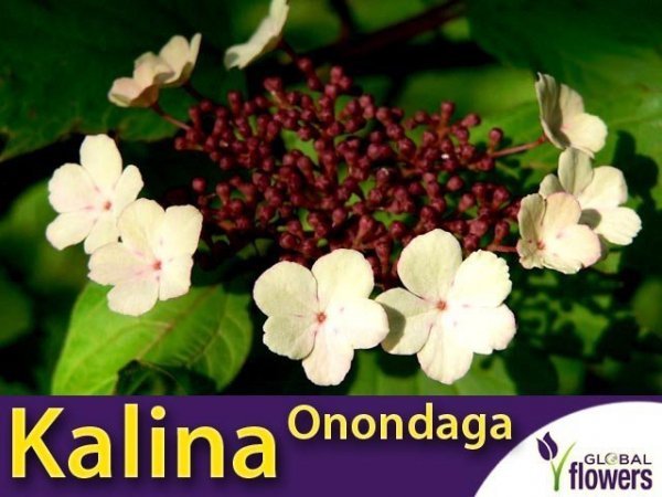 Kalina Sargenta 'Onondaga' (Viburnum sargentii) sadzonka