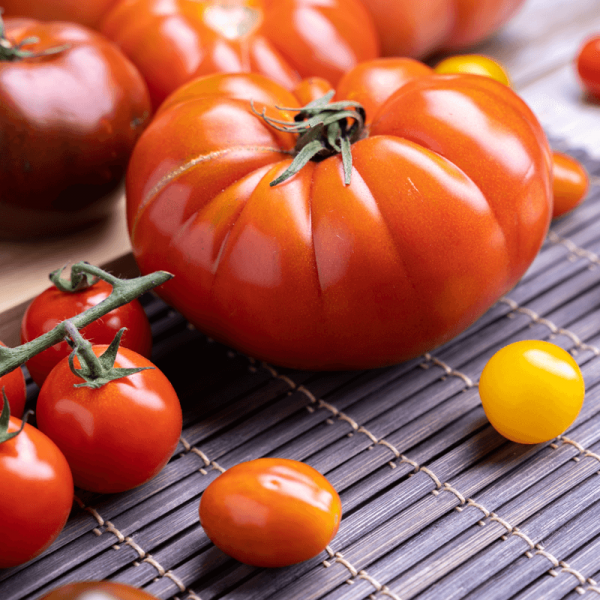 Pomidor Marmande uprawa