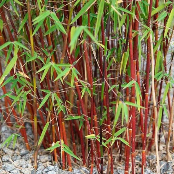 Fargesia Jiuzhaigou 1 sklep internetowy