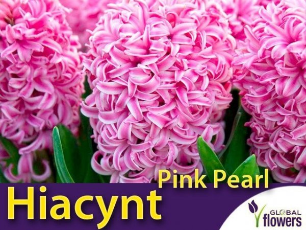 Hiacynt Wschodni 'Pink Pearl' (Hyacinthus) CEBULKI