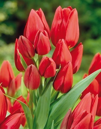 Wielokwiatowy  czerwony tulipan
