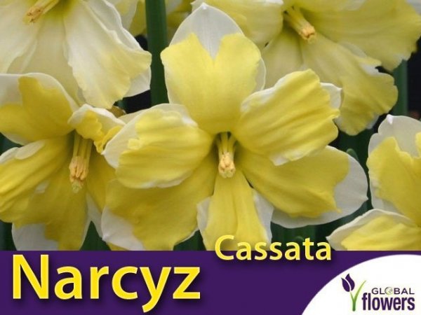 Narcyz pełny 'Cassata' (Narcissus Split Corona) CEBULKI