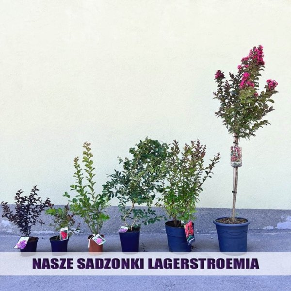 Lagerstroemia Berry Dazzle rośliny doniczkowane