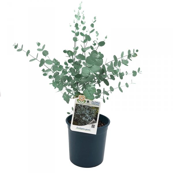 Eukaliptus Niebieski (Eukaliptus Gunni) Sadzonka C1,2