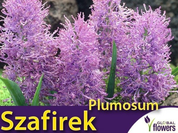 Szafirek 'Plumosum' (Muscari comosum) 