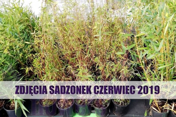 sadzonki czerwonego bambusa