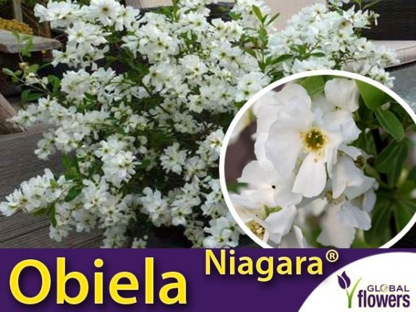 Obiela groniasta - Exochorda racemosa 'Niagara uprawa i cena