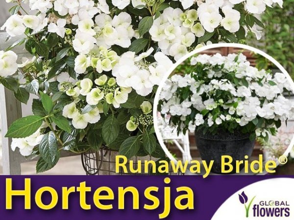 Hortensja RUNAWAY BRIDE® 'Snow White' (Hydrangea hybrid) na taras
