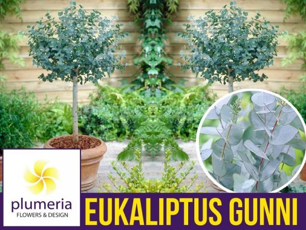Eukaliptus Gunni 4 letnia Sadzonka C4 
