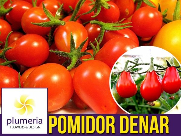 Pomidor Denar Polska Nowość