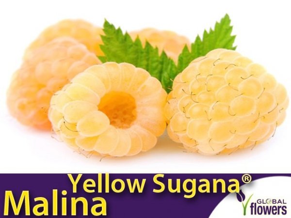 Malina właściwa Żółta (Rubus idaeus) 'Twotimer® Yellow Sugana' Sadzonka