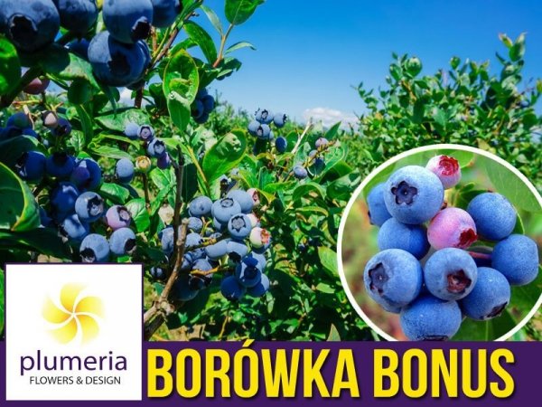 Borówka Amerykańska BONUS Sadzonka 3 letnia