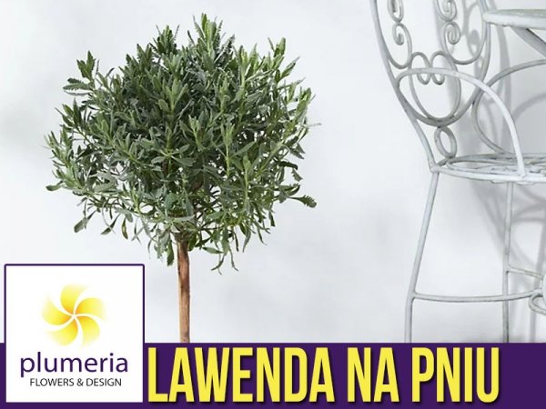 Lawenda na pniu (Lavendula angustifolia) Sadzonka