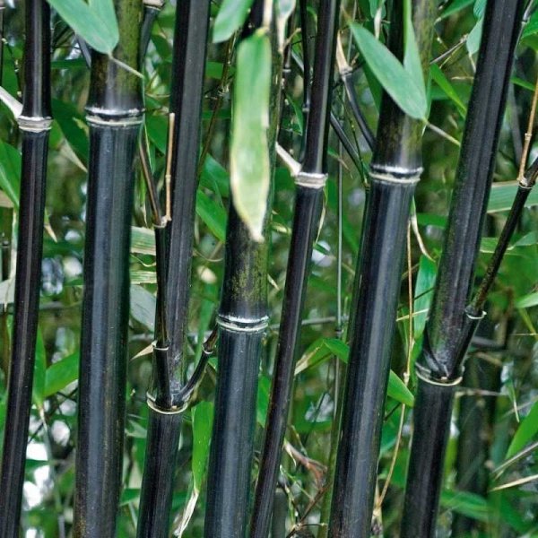 Bambus drzewiasty sadzonki cena