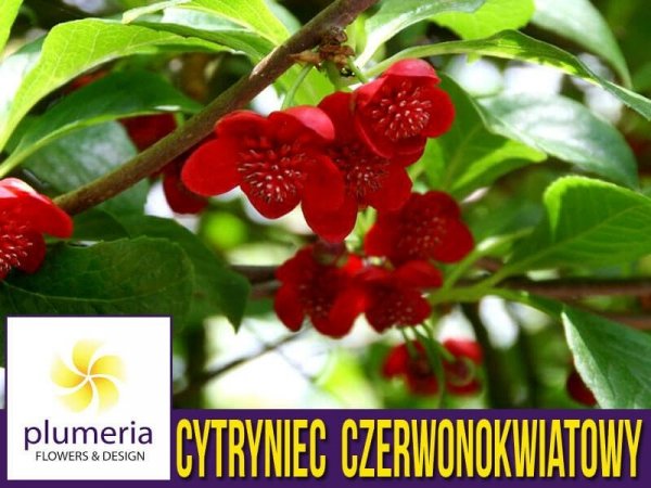 Cytryniec Czerwonokwiatowy męski (Schisandra rubriflora) Sadzonka	