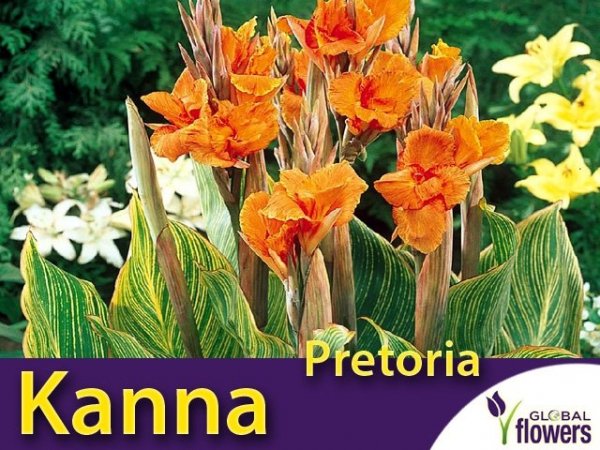 Kanna Pretoria, liść paskowany kłącza uprawa