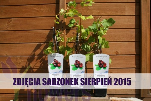Ribes x Nidigrolaria