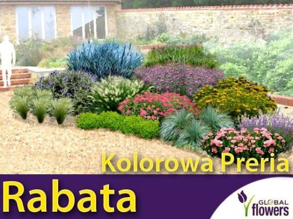 Rabata Kolorowa Preria - Gotowy projekt ogrodu na 15m2