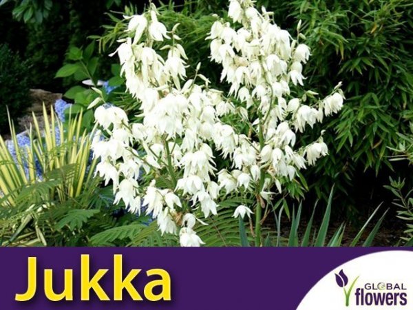 Jukka Karolińska (Yucca filamentosa) CEBULKA