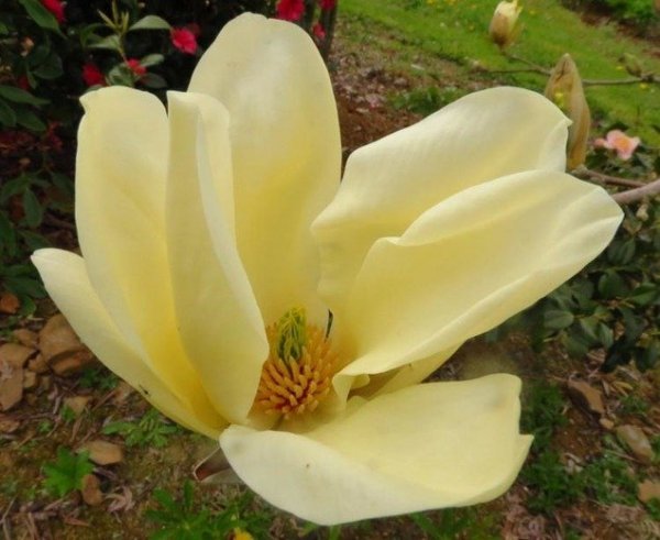 Magnolia denudata Yellow River Sadzonka cena