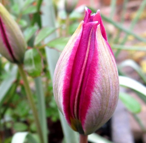 miniaturowe tulipany 