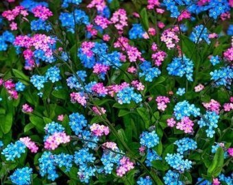 Niezapominajka - piękne błękitne kwiaty
