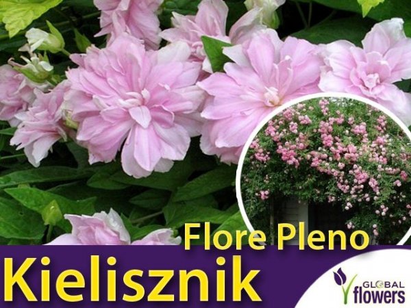 Kielisznik bluszczowaty 'Flore Pleno' uprawa
