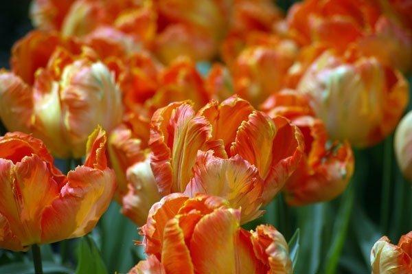 Piękne cieniowane tulipany 
