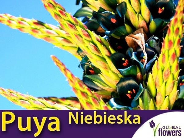 Puya Niebieska