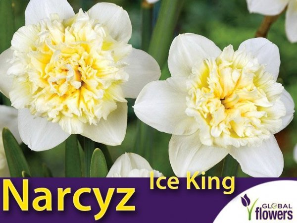 Narcyz pełny 'Ice King'