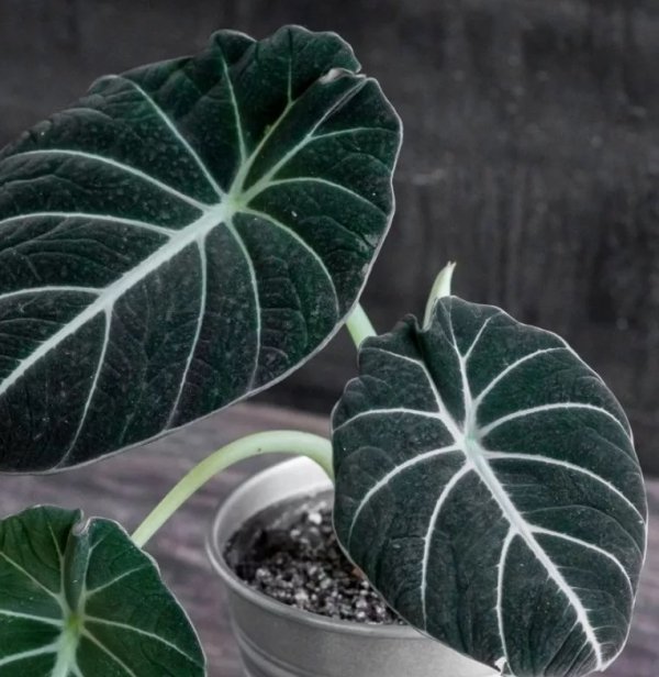 Alocasia czarne liście